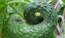 沉香如屑吃瓜大爆料,揭秘幕后大瓜，明星恋情、幕后黑手全曝光！