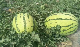 桂林吃瓜最新事件爆料,揭秘背后真相与网络热议背后的故事